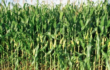 Les résultats d'essais 2018 sur les variétés du maïs fourrage