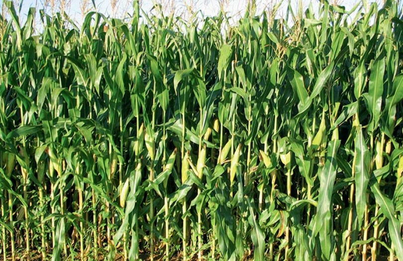 Les résultats d'essais 2018 sur les variétés du maïs fourrage