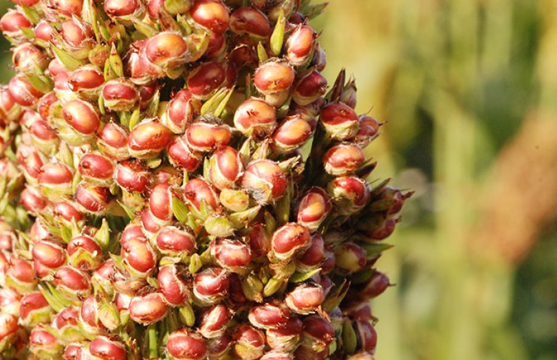 Résultats de post-inscription 2016 des variétés de sorgho grain