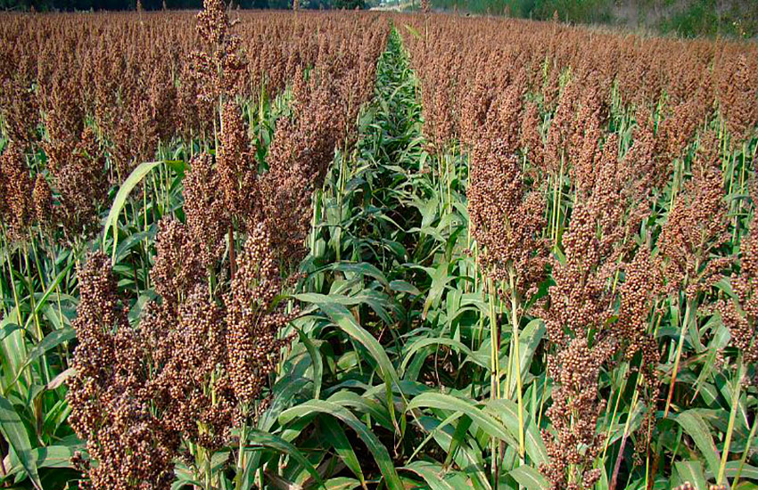 Bien choisir sa stratégie d'irrigation du ARVALIS