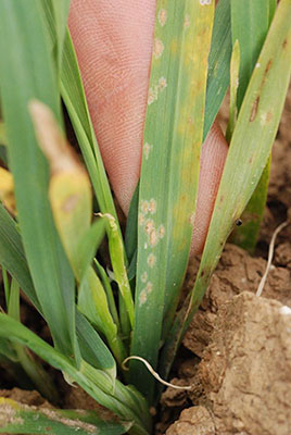 oidium