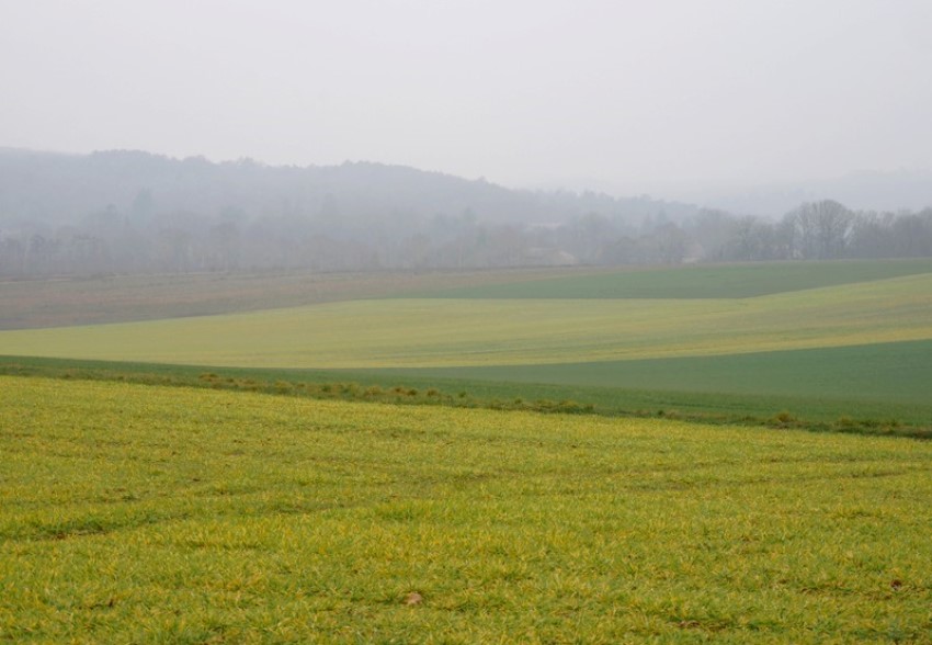 Orge d'hiver jaunissant à Messigny le 22 février 2023