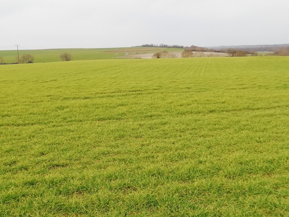 Jaunissements très uniformes sur l’ensemble de la parcelle en février 2023 en Poitou-Charentes
