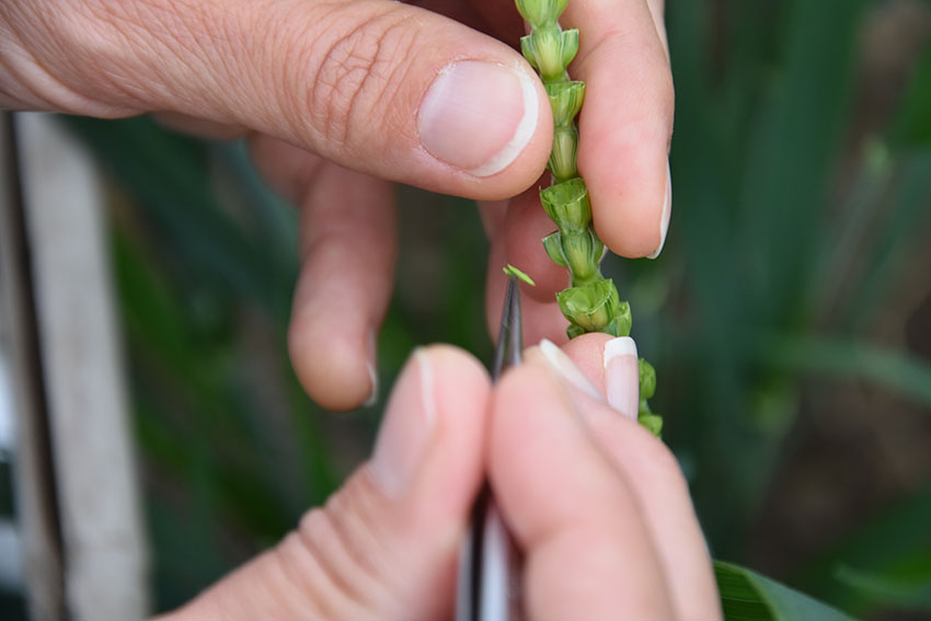 Le croisement manuel consiste à castrer les épillets de la variété choisie comme femelle, puis à le polliniser avec le pollen de la variété choisie comme mâle