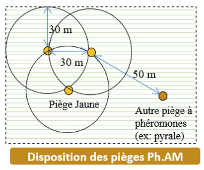 Schéma 1 : Disposition des pièges à phéromones