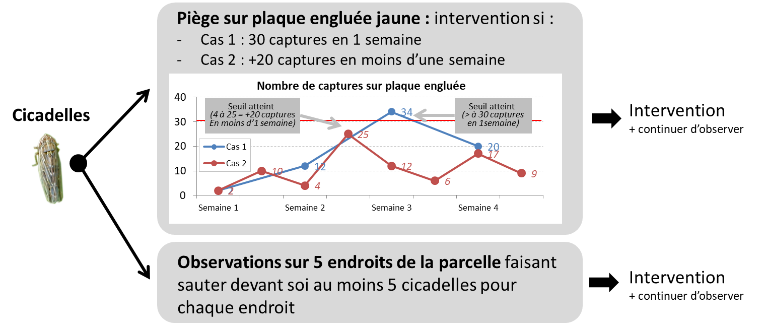 Schéma 2 : Seuils de risque cicadelles