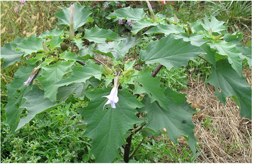 Plante au stade adulte avec les fleurs blanches et feuilles dentées caractéristiques