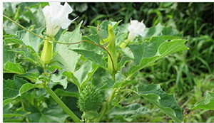 datura