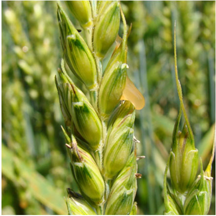 ergot