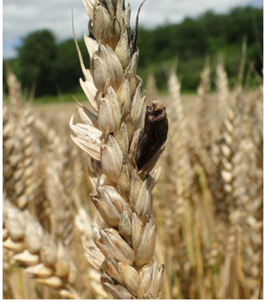 ergot