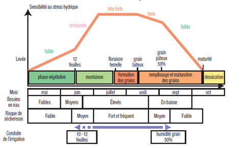 Sensibilité du maïs au stress hydrique en fonction des phases