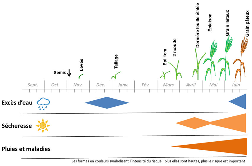 Figure 1 : Blé dur et climat, les principaux risques et périodes les plus sensibles en région Sud-Ouest