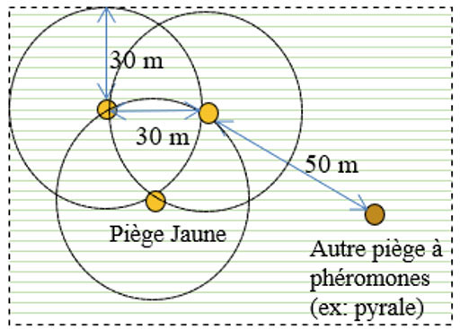 Figure 1 : Disposition des pièges Ph.AM