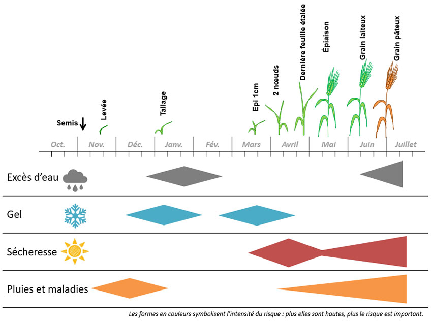Figure 1 : les principaux risques climatiques et périodes les plus sensibles pour le blé dur en régions Centre-Val de Loire et Ile-de-France