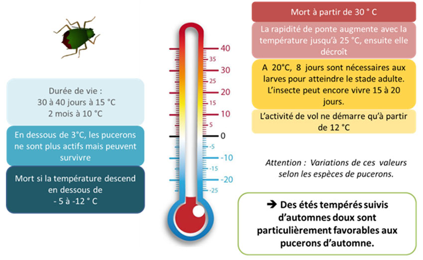 Figure 1 : Influence des températures sur les pucerons (activité, vol, mort)