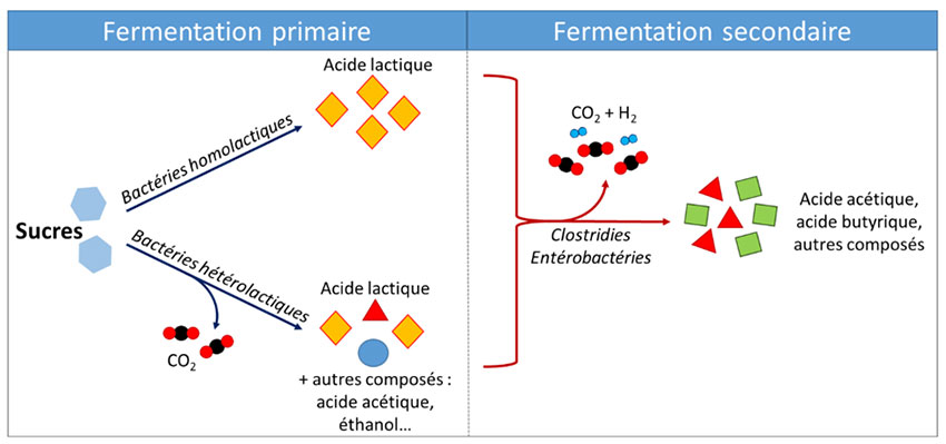 Figure 1 : Schéma simplifié de la fermentation d'ensilage