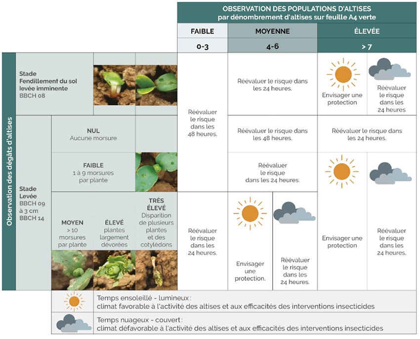 Figure 1 : Grille d'évaluation du risque lié aux altises du lin