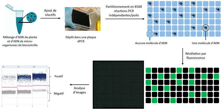 Figure 1 : Les différentes étapes d’une PCR digitale, ou dPCR