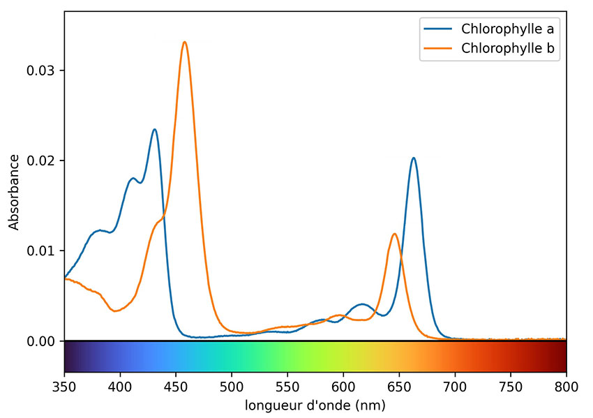 Figure 1 : Spectre d’absorption de la chlorophylle