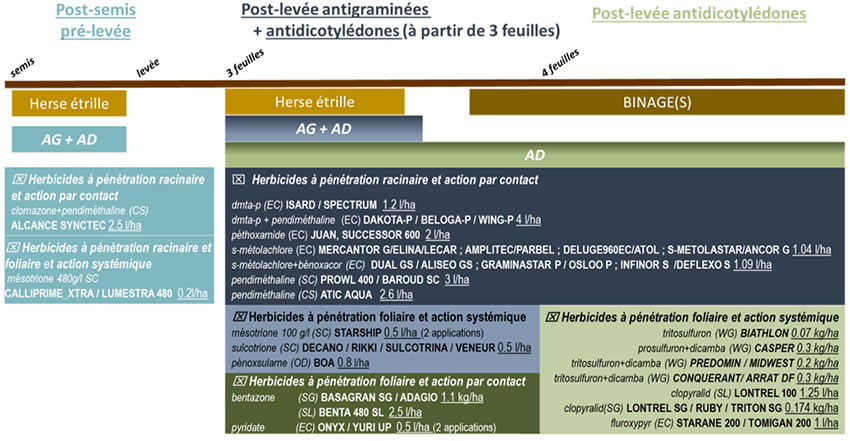 Figure 1 : Exemples de stratégies herbicides pour lutter contre les adventices du sorgho en 2023