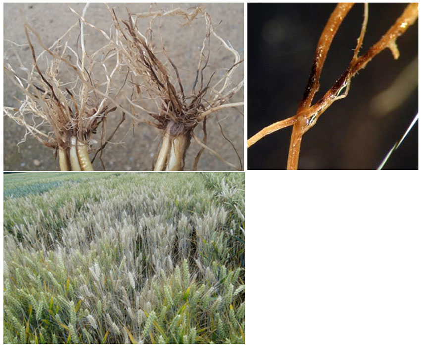 Figure 2 : Symptômes de piétin échaudage sur racines et épis