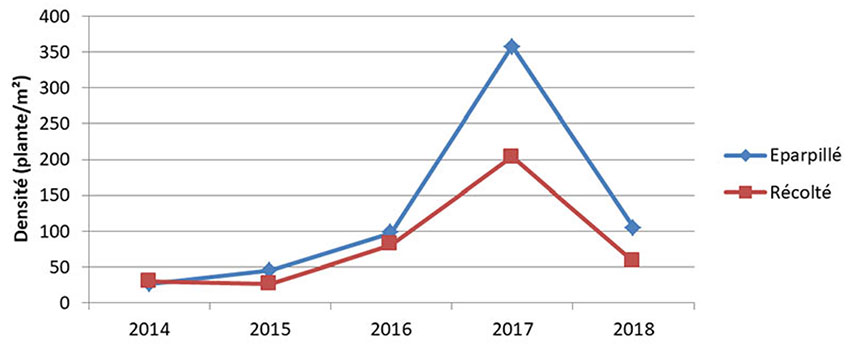 Figure 2 : Évolution de la densité de ray-grass avant récolte depuis la mise en place de l’essai selon que les menues pailles sont exportées ou éparpillées (essai 2014-2018)