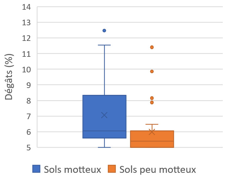 Figure 2 : Dégâts d’altises en fonction de la présence de mottes (2022)