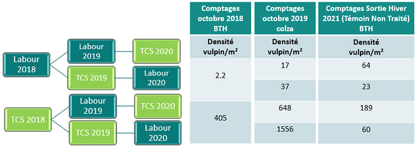 Figure 2 : Comparaison labour/TCS sur la levée du vulpin