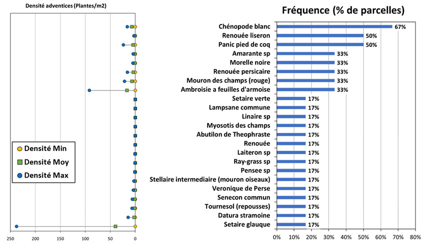 Fréquence et densité des adventices présentes dans les essais 2022