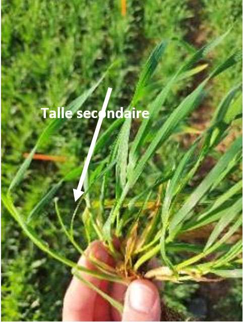 Tallage observé le début janvier 2023 sur blé tendre - (Le Magneraud)