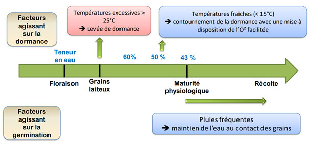 Figure 3 : Facteurs agissant sur la dormance et la germination en fonction du stade