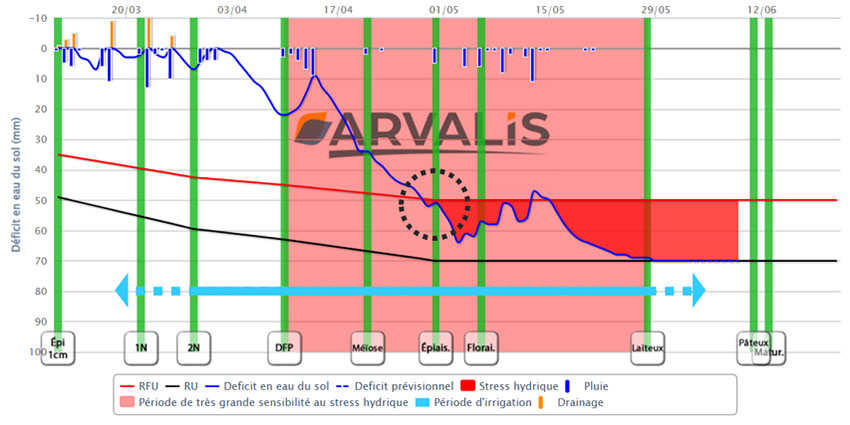 Figure 4 : Bilan hydrique issu du modèle IrréLis®, avec la variété RGT Cesario, semée au 20 octobre 2022, secteur Aunis, en groie superficielle (RU = 77 mm) dans laquelle la plante est entrée en stress hydrique au fin avril (28/04) et a atteint le plancher de la RU au stade grain laiteux