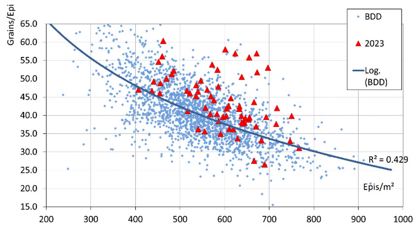 Figure 5 : Grains par épi en fonction du nombre d’épis par m2