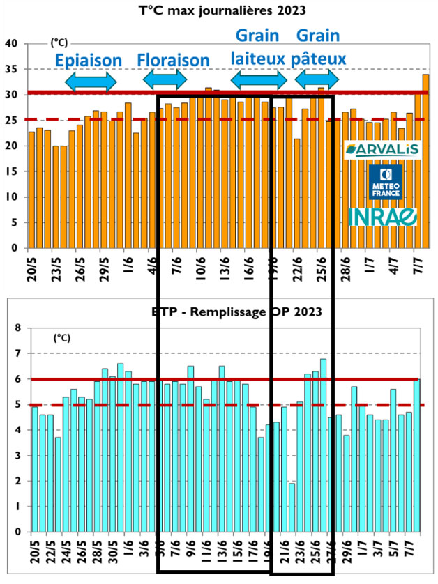 Figure n°6 : Températures journalières maximales et ETP entre le 20 mai et le 7 juillet 2023 – Station météo Fagnières [51]