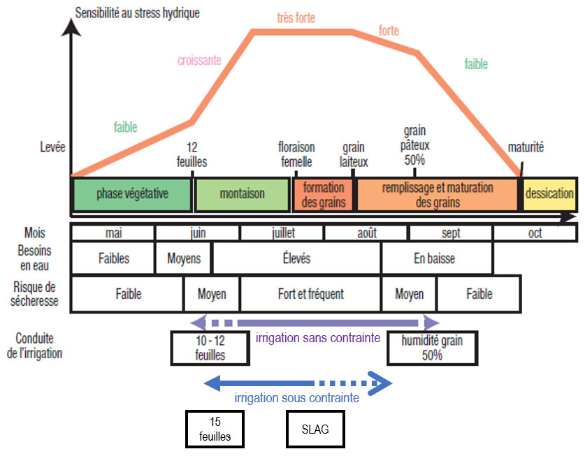 Figure 1 : Sensibilité du maïs au stress hydrique en fonction des phases