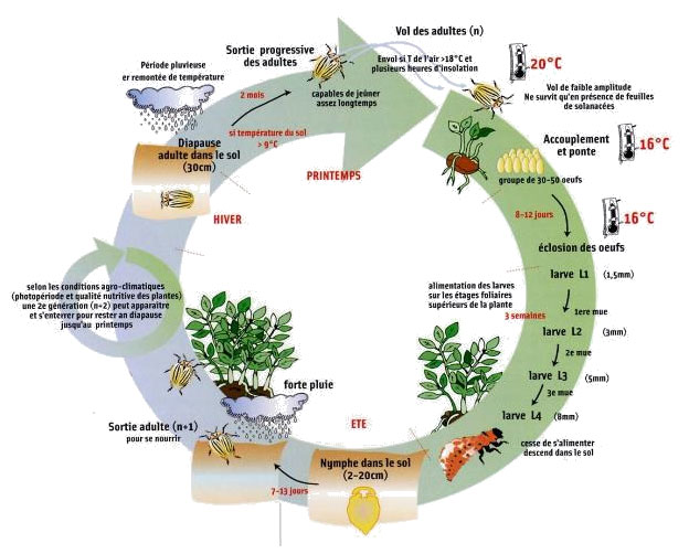 Figure 1 : Cycle de développement du doryphore de la pomme de terre
