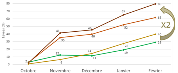 Figure 1 : Levées de folle-avoine semée à 3 cm de profondeur en fonction de la couleur de la graine – Conditions semi-contrôlées en pots - Échantillons 2020-2021