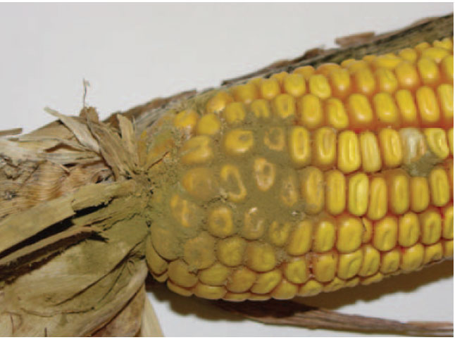 Pourriture de l'épi de maïs due à un Aspergillus