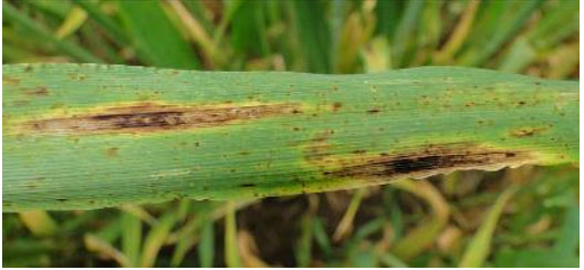 Symptômes d’helminthosporiose sur orge