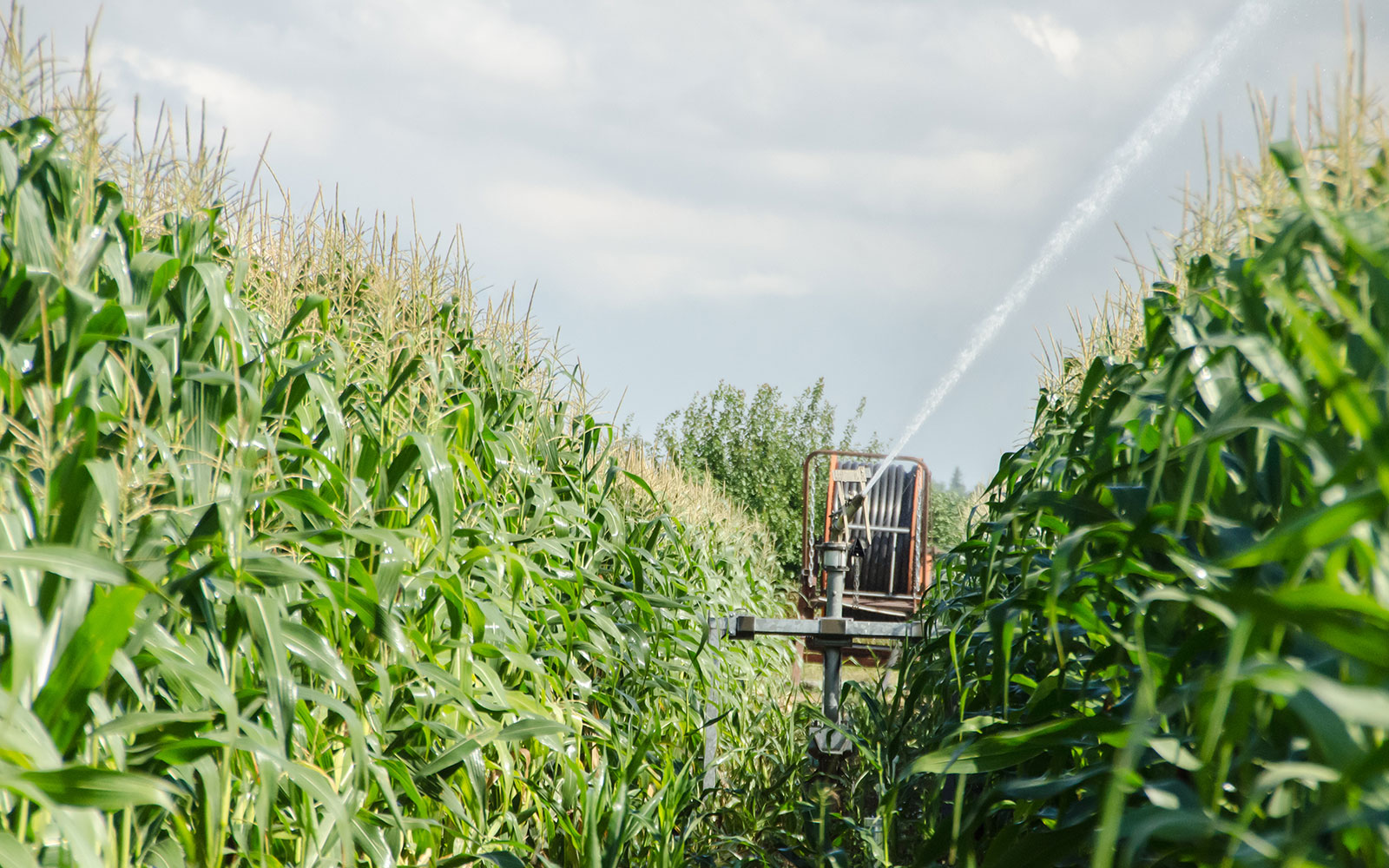 Comment irriguer le maïs en cas de restriction en cours de campagne