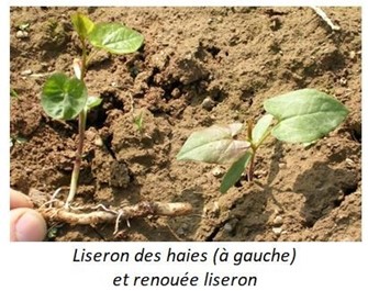 Liseron des haies à gauche et renouée liseron
