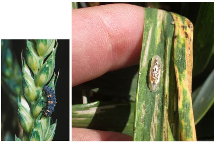 Larve de coccinelle sur épi (à gauche) et larve de syrphe sur feuille de blé (à droite)