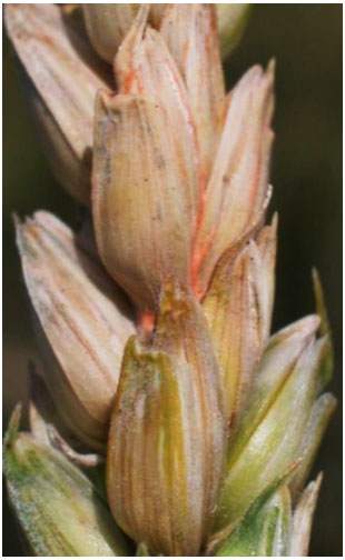 Photo 1 : Fusarium graminearum   