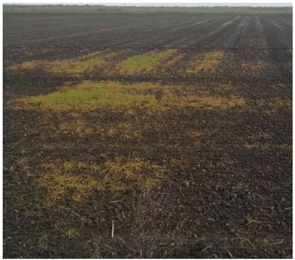 Blés dur détruits par le sel en Camargue (parcelle analysée avec résultat positif à un problème de sel).