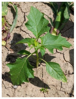 Datura, Uttenheim 2024. Photo ARVALIS.