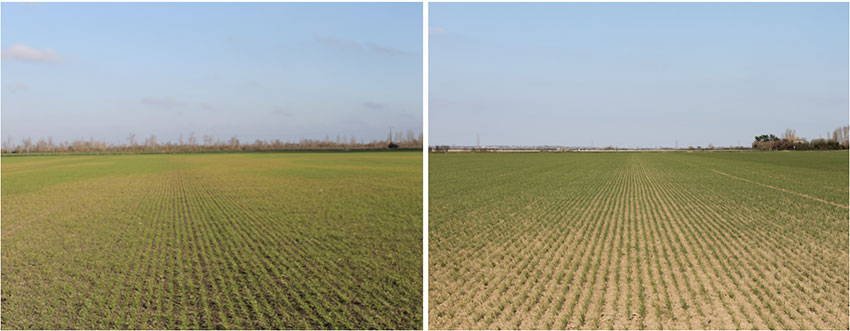 A gauche : Parcelle de blé dur à Marans (17230) - semis du 10 décembre 2022 avec précédent tournesol et ante-précédent blé dur. A droite : Parcelle de blé dur à L’Aiguillon (85460) - semis du 12 décembre 2022 avec précédent lentilles et ante-précédent maïs.