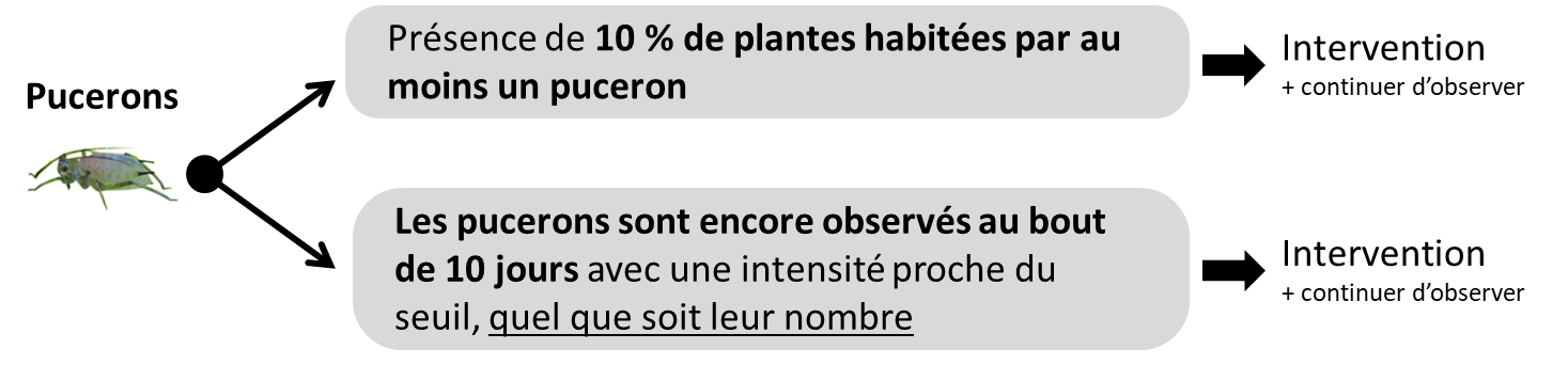 Schéma 1 : seuil de risque pucerons