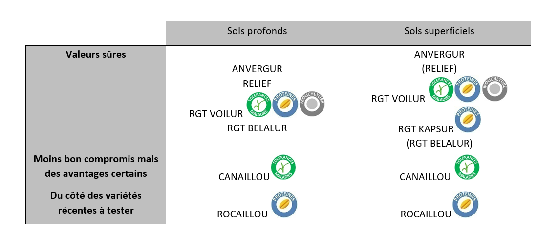 Les variétés de blé dur conseillées en 2023-2024 