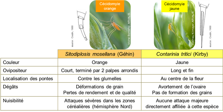 Clés de distinction entre cécidomyie orange et cécidomyie jaune