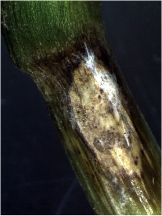 symptome de rhizoctone : aspect grisatre du mycelium